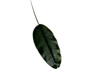 Liść sztuczny owalny 58cm